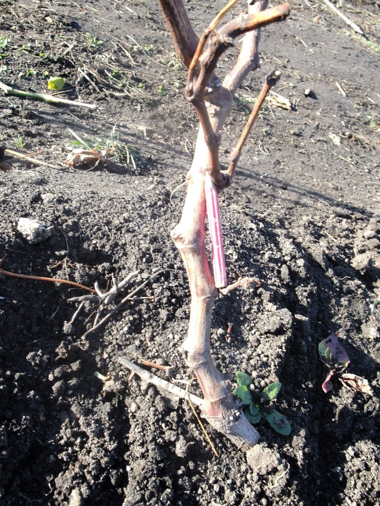 Годишна лоза