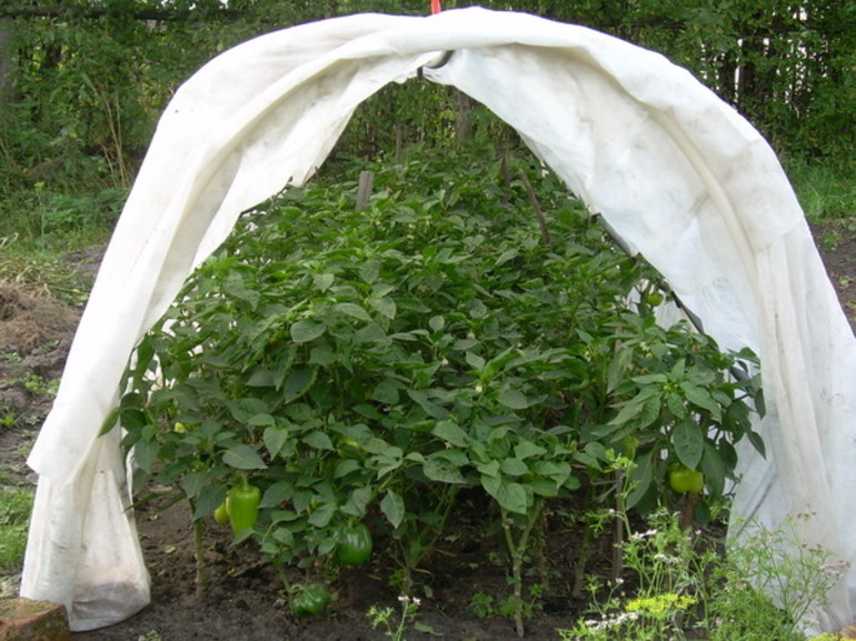 Film for plant shelter