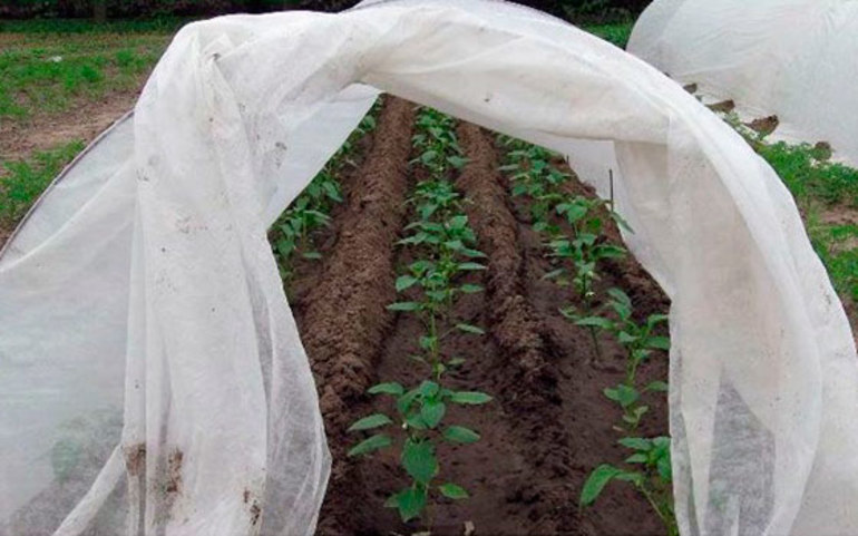 Material for beds of covering