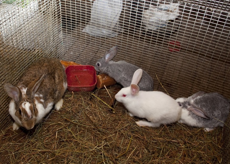 Rabbit breeding
