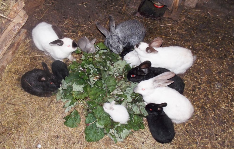 The subtleties of feeding rabbits