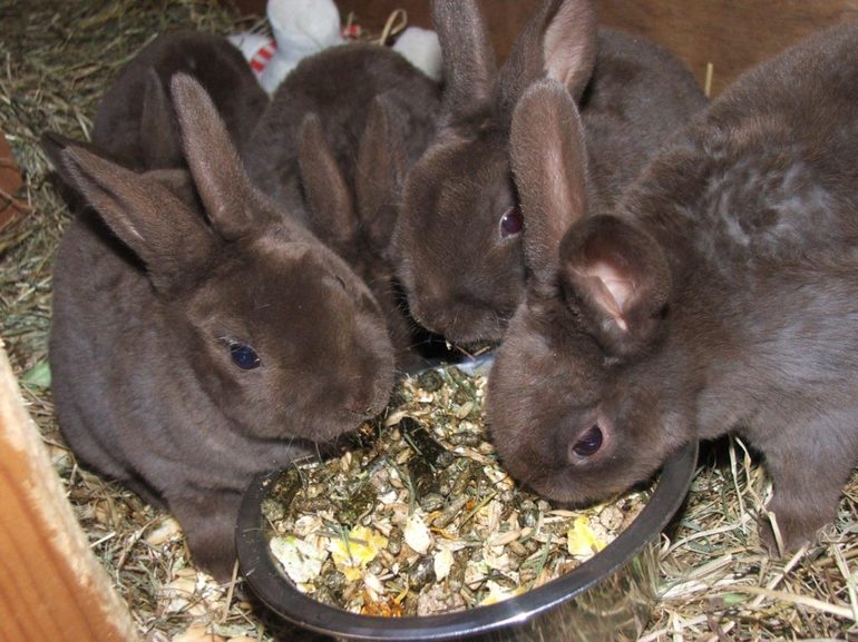 Feeding rabbits in winter