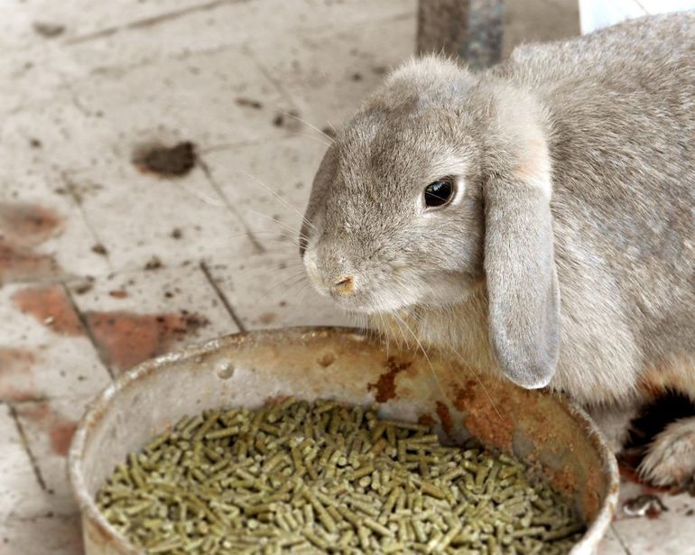 Rabbit Diet Specifics