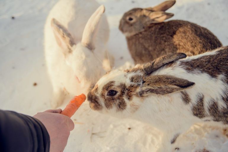 Rabbit root feeding