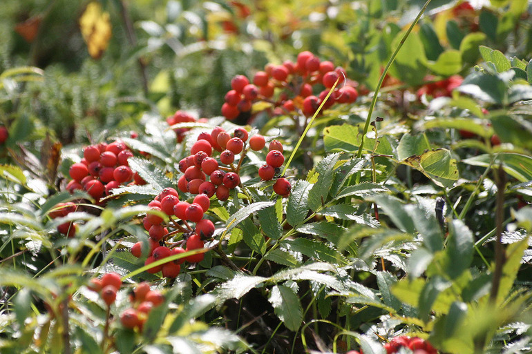 Старейшина