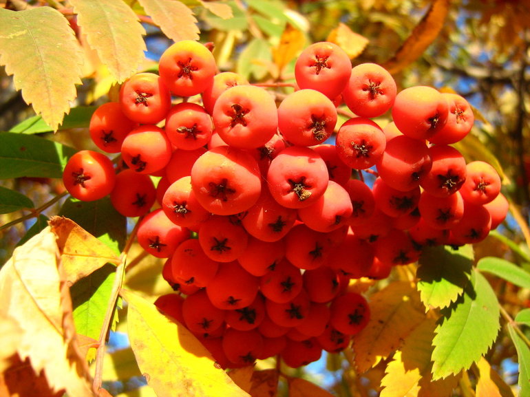 Мидтаун дърво Мичурин