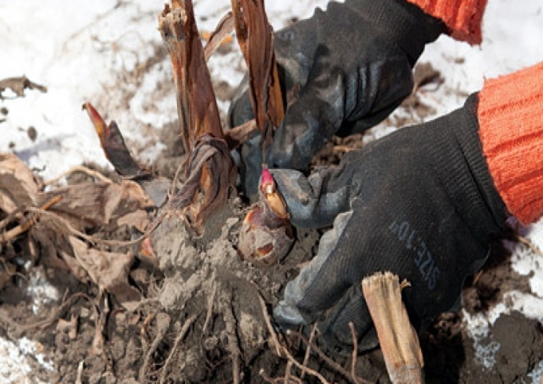 Wanneer gladiolen schoonmaken