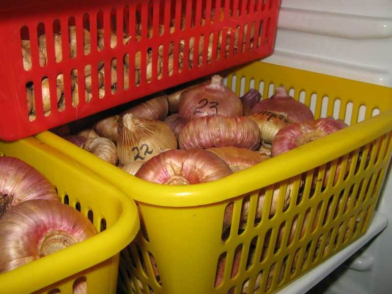 Gladioli in de koelkast