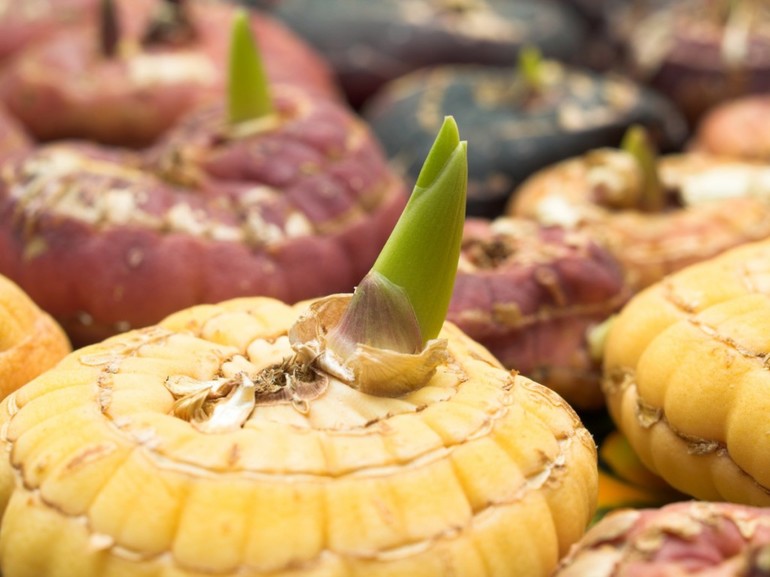 De kwaliteit van gladiolenbollen