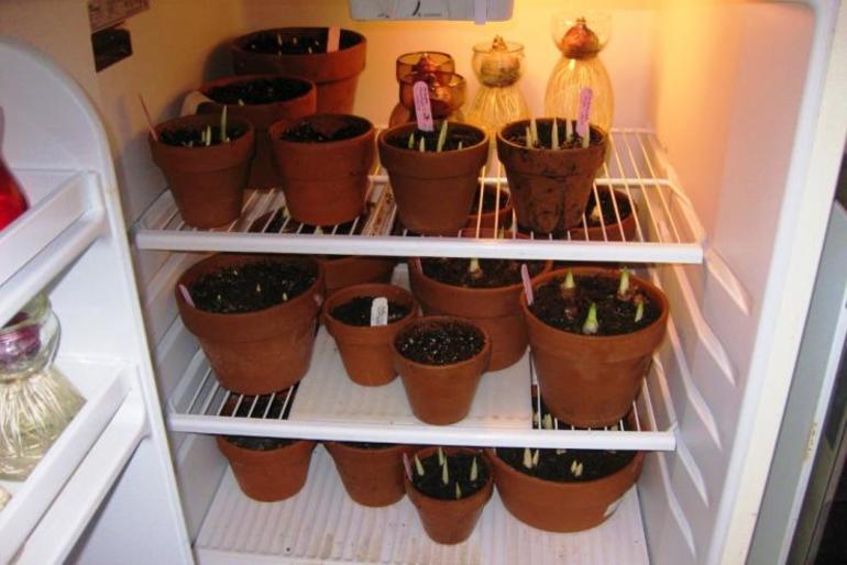 Cannes-inhoud in de koelkast