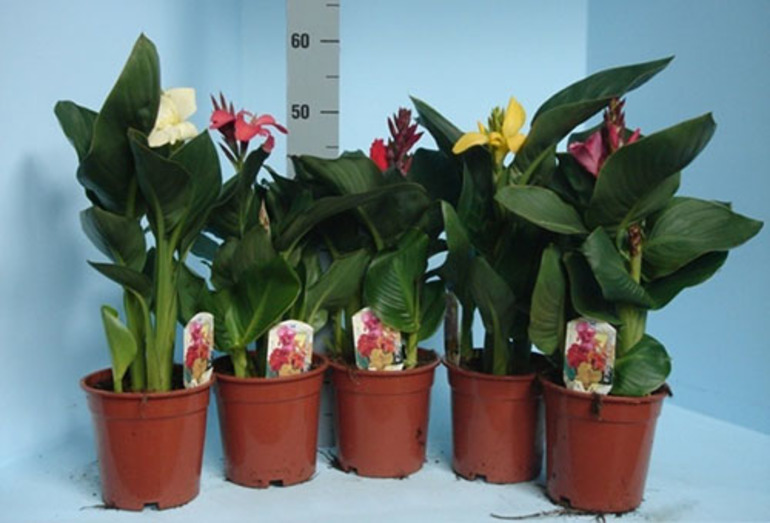 Cannes in een bloempot