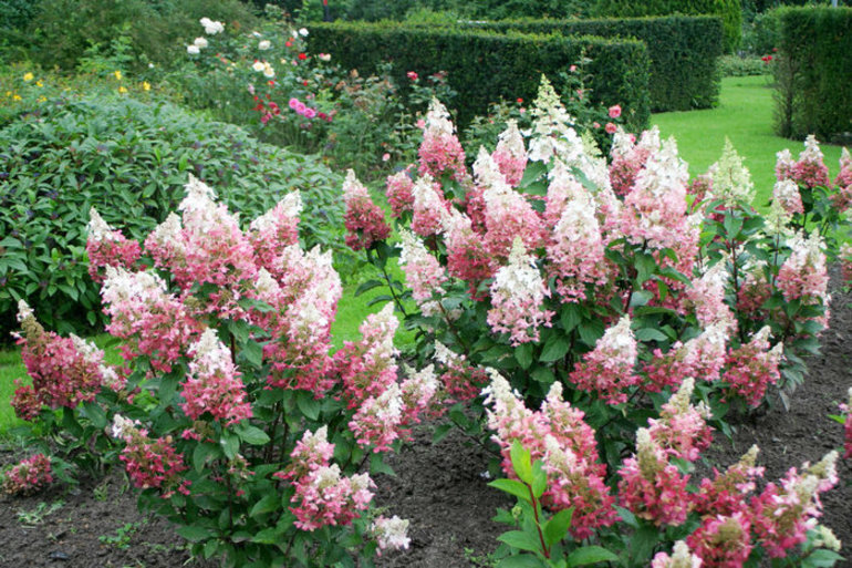 מידע כללי על הידראנגאה