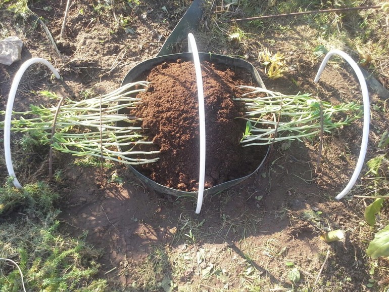 החשיבות של הסתרת הידראנגאות לחורף