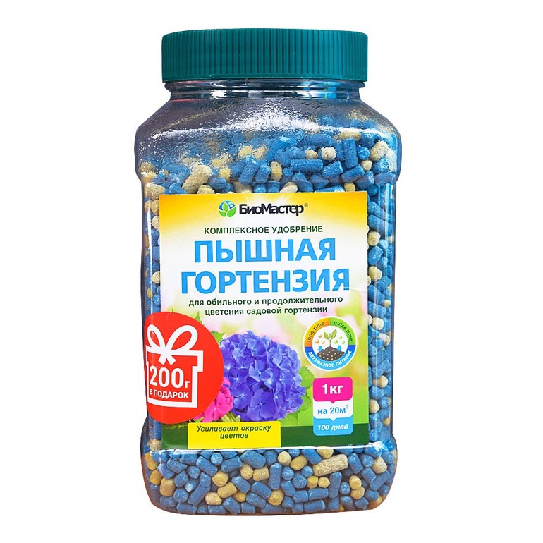 מכין הידראנגאה לחורף