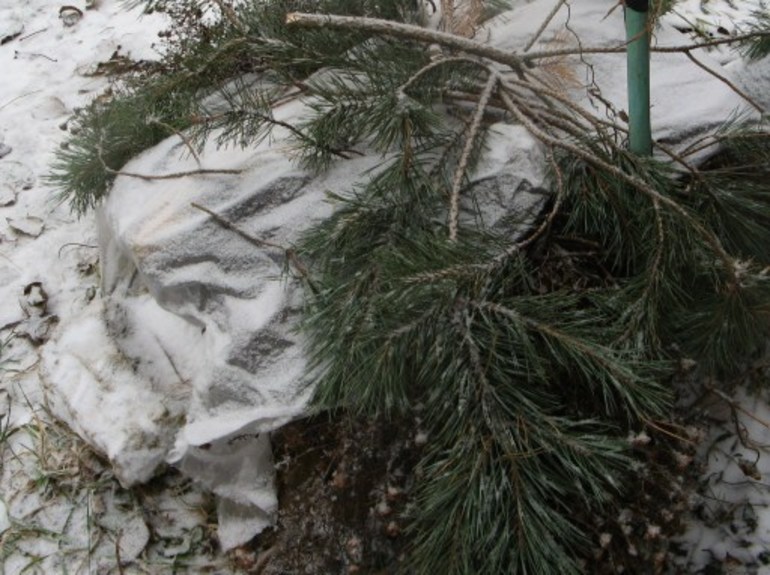 שיטות מחסה הידראנגאה