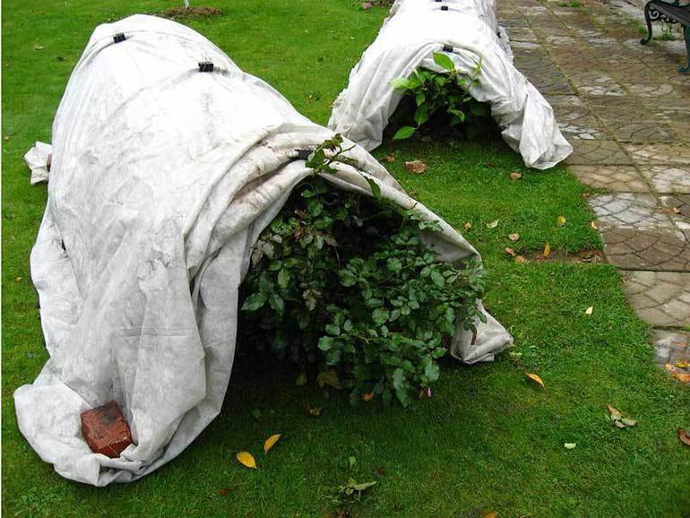 Подготовка на катерещ розов храст