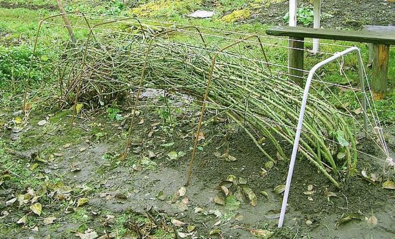 Процедура за подстригване и оформяне на катерещи рози