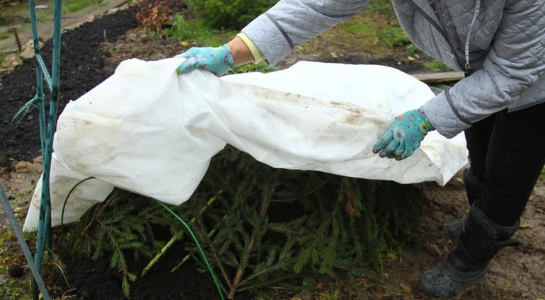 Начини за подслон на катереща роза