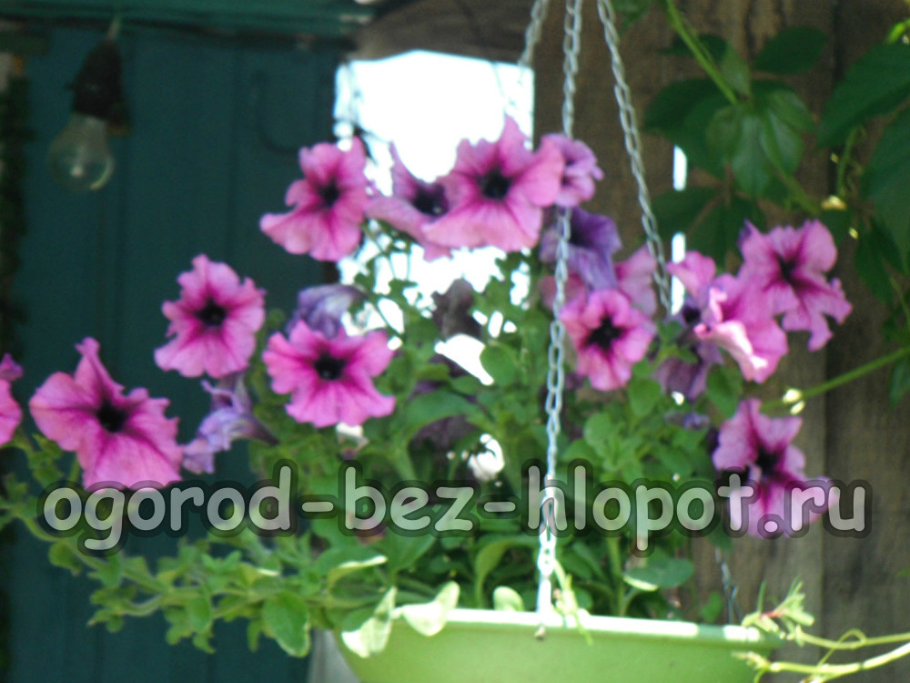 Cây giống Petunia
