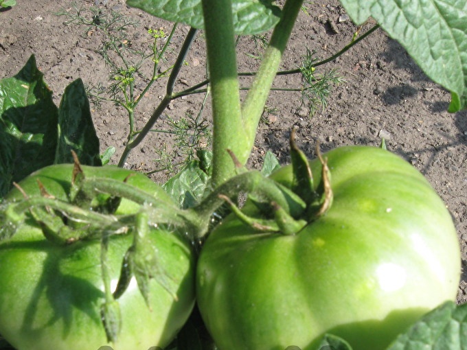 Wij verbouwen tomaten