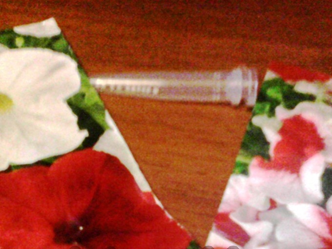 Hạt giống cây dã yên thảo