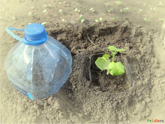 Hoe komkommers in flessen te telen