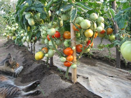 maslov tomato cultivation