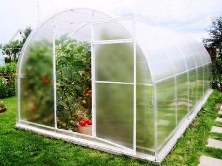 growing seedlings in a greenhouse