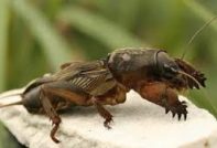 Как да се справим с мечка в градината народни средства