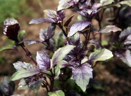 useful properties of basil