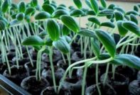 Краставиците от разсад се простираха какво да правят