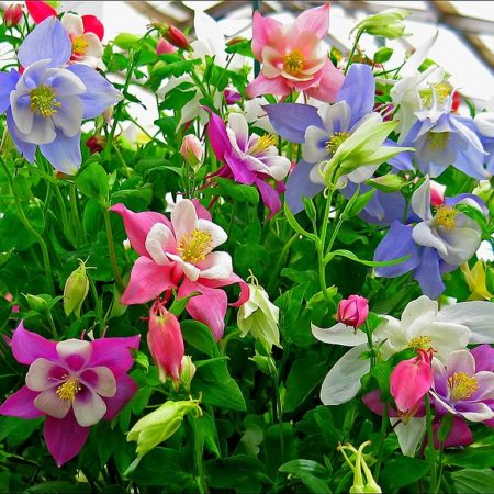 hạ cánh aquigelia