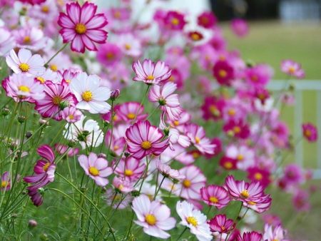 trồng cosmeas từ hạt giống