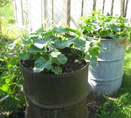 barrel cucumber cultivation