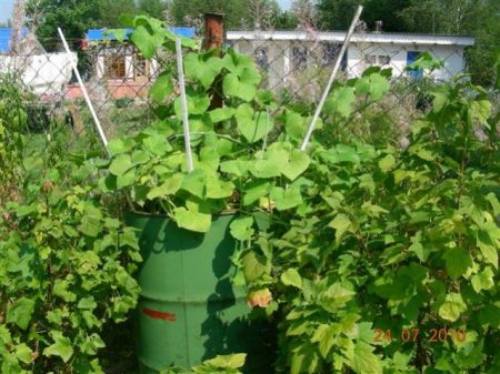 how to grow cucumbers in a barrel