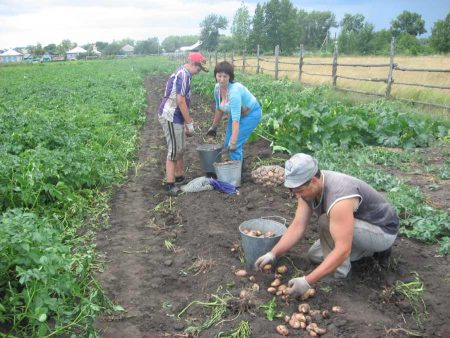 איזה מרחק להשאיר בין פקעות