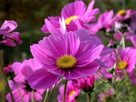 cosmea đẹp tại nhà tranh