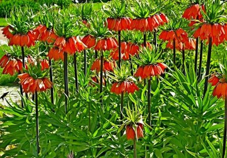 императорски лешников на открито