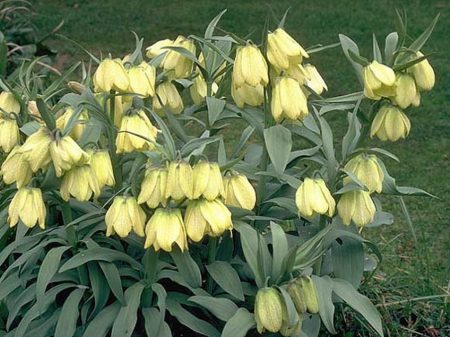 глухарски императорски грижи на открито