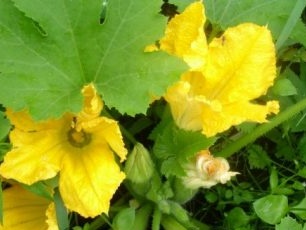 Kaip sodinti cukinijas