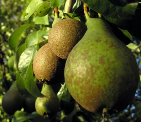 болести на круши