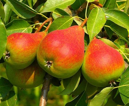 болести на крушата и методи за борба с тях