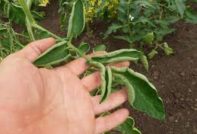 домати болести при разсад