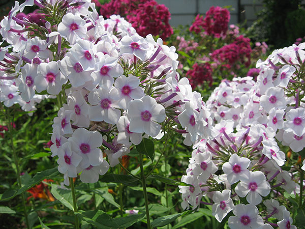 Phlox perennial: planting and care, photo