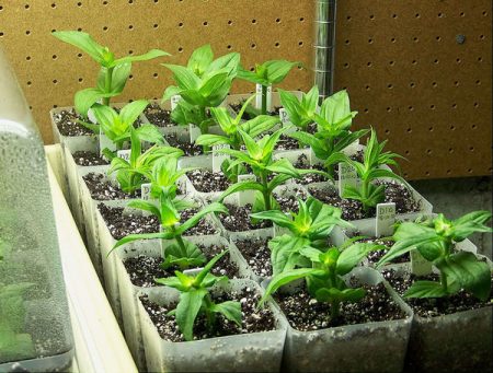 growing zinnia from seedlings