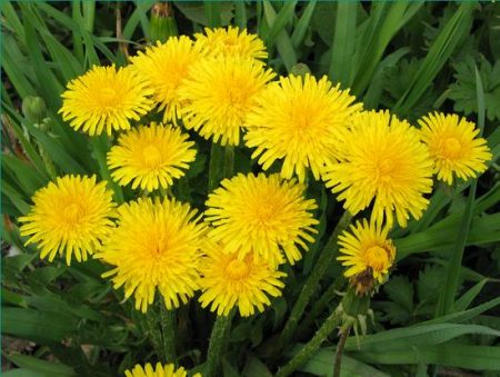 how to deal with dandelions in the garden