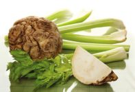 root celery seed cultivation