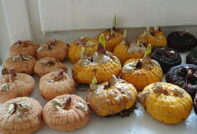 гладиолус луковици подготовка за засаждане