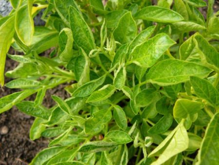 hvorfor blade er krøllede