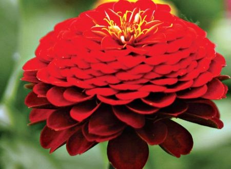 zinnia graceful seed cultivation